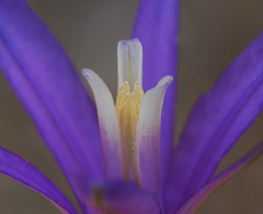 Brodiaea leptandra