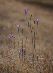 Brodiaea leptandra