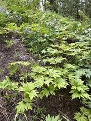 Cacaliopsis nardosmia