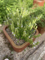 Yeatesia platystegia