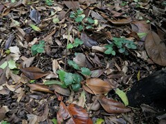 Berberis × hortensis