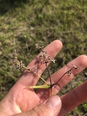 Phlox pilosa pilosa