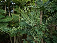 Berberis × hortensis