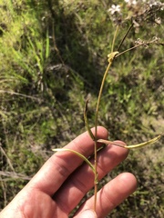 Phlox pilosa pilosa
