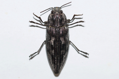 Chalcophora virginiensis