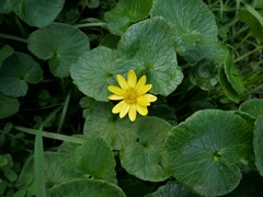 Ficaria verna ficariiformis