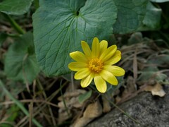 Ficaria verna ficariiformis