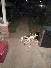 Leptoglossus clypealis