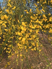 Genista aetnensis