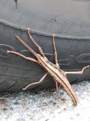 Anisomorpha buprestoides