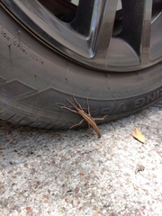 Anisomorpha buprestoides