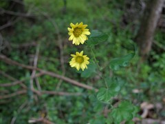 Chrysanthemum morifolium