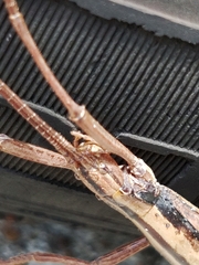 Anisomorpha buprestoides