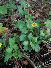 Chrysanthemum morifolium