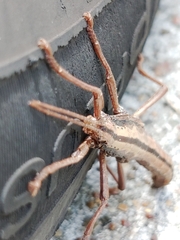 Anisomorpha buprestoides