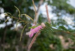 Mimosa verrucosa