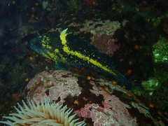 Sebastes nebulosus