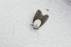 Tathothripa continua