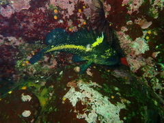 Sebastes nebulosus