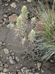Castilleja pilosa