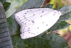 Scythropiodes approximans