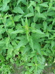 Urtica dioica