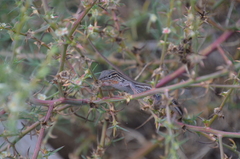 Aspidoscelis hyperythrus beldingi