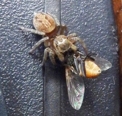 Hasarius adansoni
