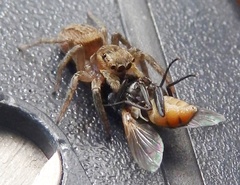 Hasarius adansoni