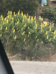 Crotalaria beddomeana