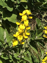 Crotalaria beddomeana