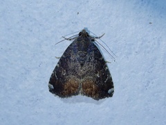 Amyna axis