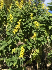 Crotalaria beddomeana