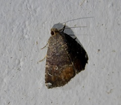 Amyna axis