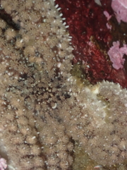 Stylasterias forreri