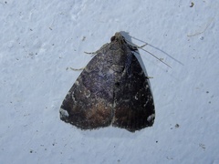 Amyna axis