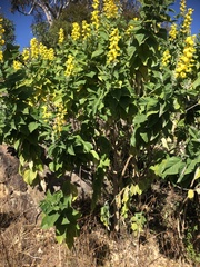 Crotalaria beddomeana