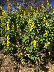 Crotalaria beddomeana