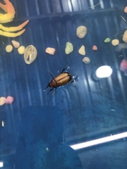 Cyclocephala melanocephala