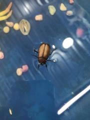 Cyclocephala melanocephala