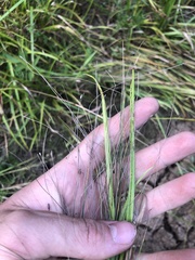Eleocharis tenuis verrucosa