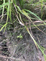 Eleocharis tenuis verrucosa