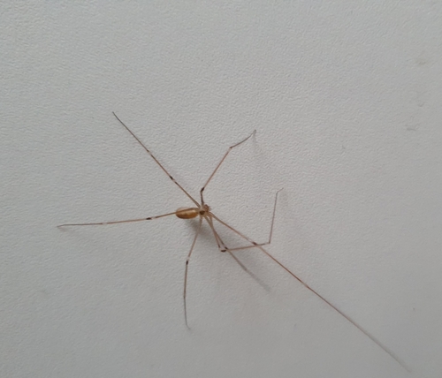 Long-bodied Cellar Spider, 1701 LA Heerhugowaard, Nederland, photo 7 of 10