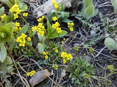 Draba crassifolia