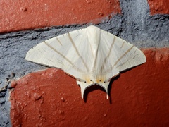 Ourapteryx marginata