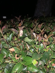 Lepidoptera