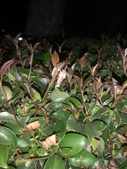 Lepidoptera