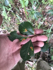 Crataegus berberifolia