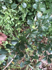 Crataegus berberifolia