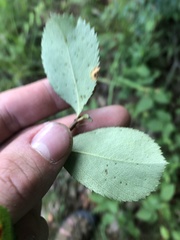 Crataegus berberifolia